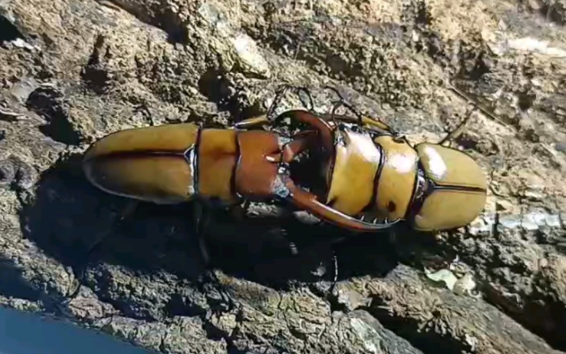 蟹型狂战士!48mm螃蟹锹甲vs56mm两点赤锯锹