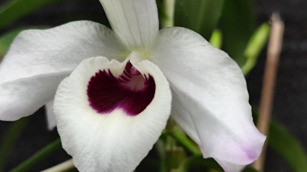 den. wiganiae 金钗交黄喉石斛,兄弟株开品,这批花每株开品都很好.