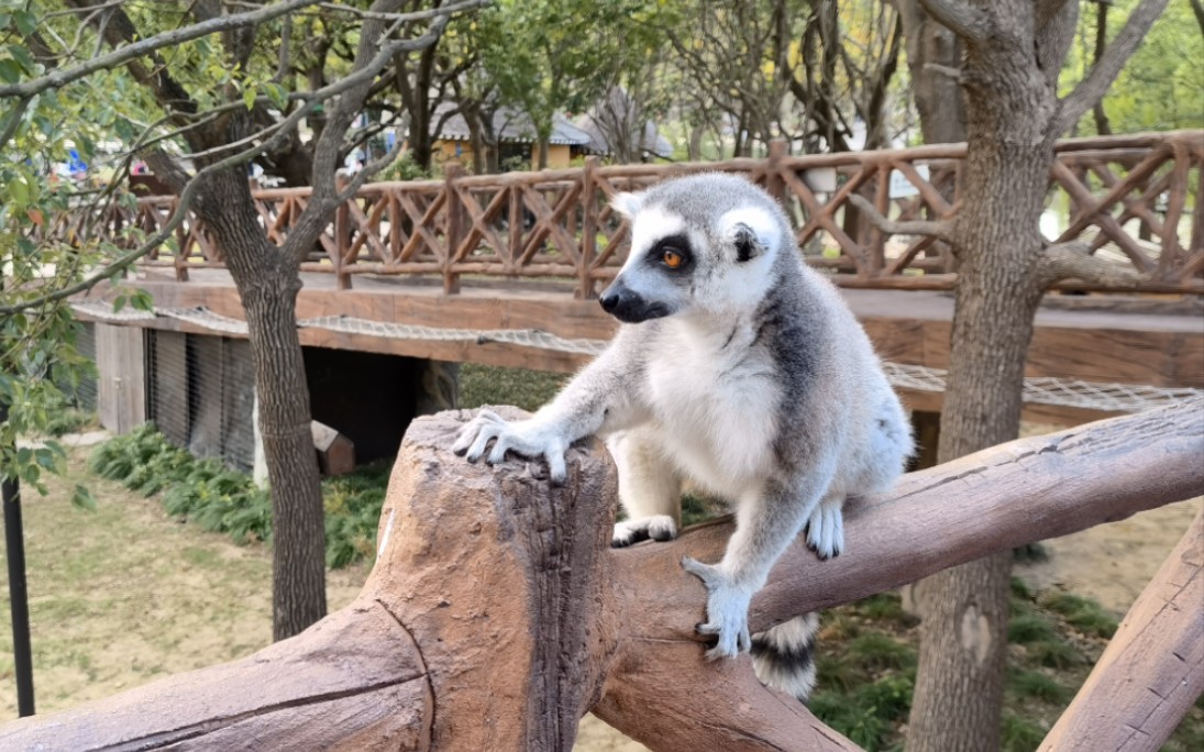 【小浣熊秋游记】上海野生动物园