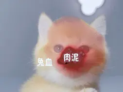 Video herunterladen: 小奶猫舔兔血肉泥