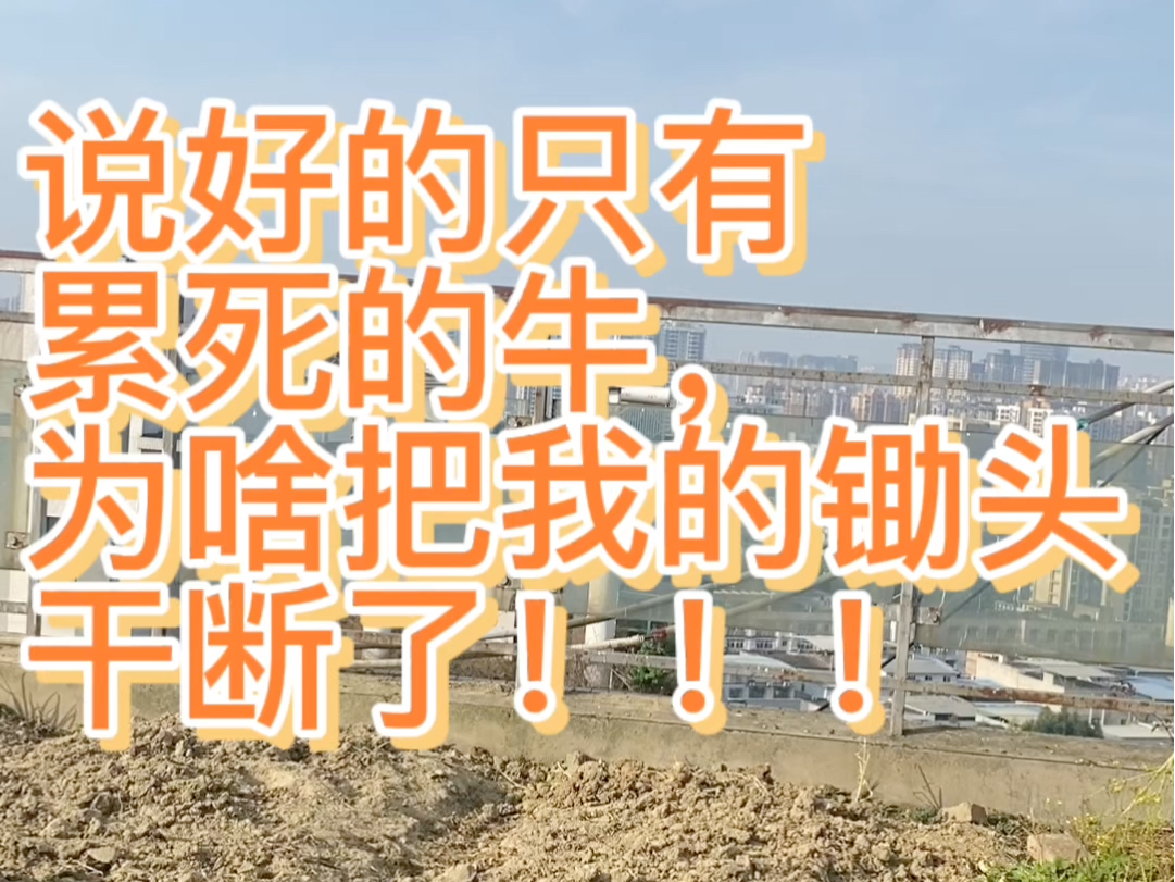 说好的只有累死的牛,为啥把我的锄头干断了!