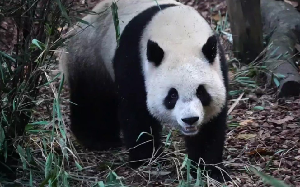 活动作品大熊猫川仔大明星北川的女儿傍晚吃吃吃