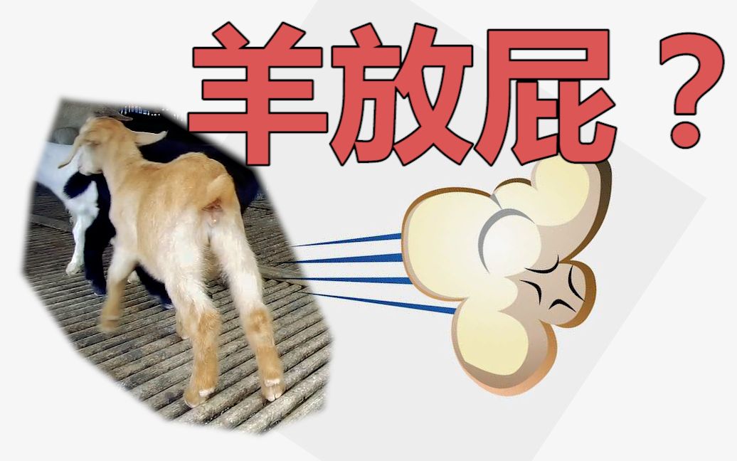 会放屁的羊?_哔哩哔哩 (゜-゜)つロ 干杯~-bilibili