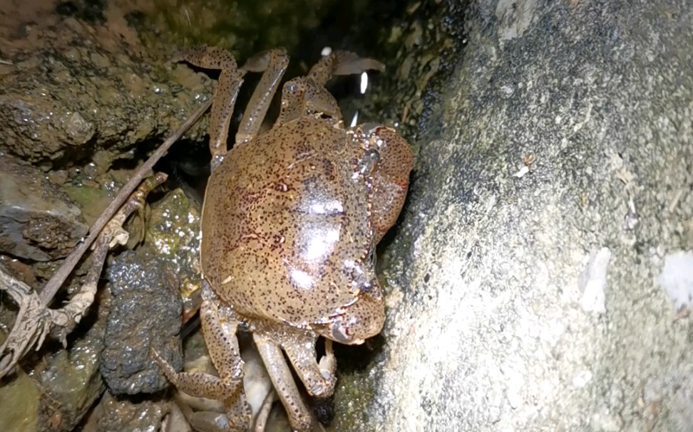 广东湛江-某淡水溪蟹