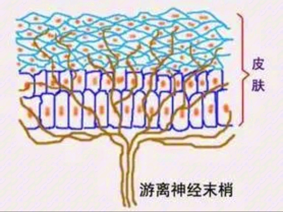 带状疱疹是什么?哔哩哔哩bilibili