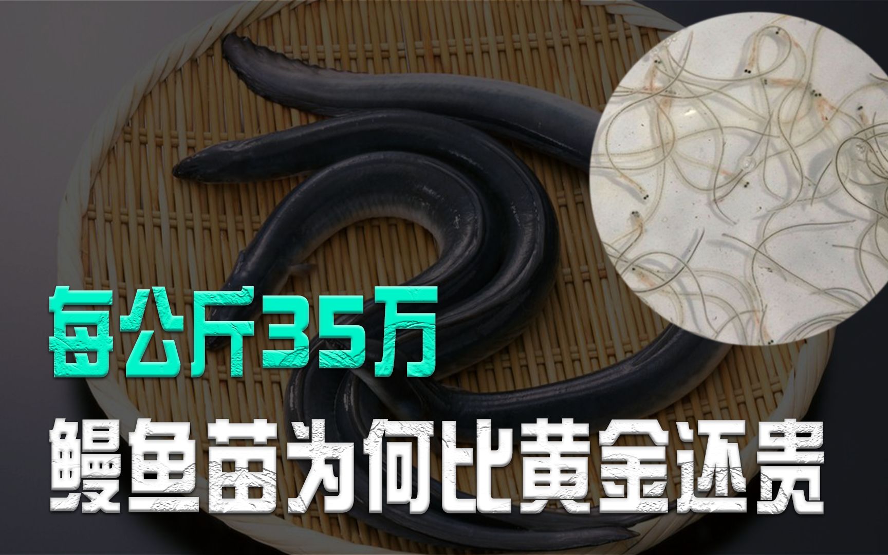 一斤价格几十万,号称动物界的软黄金,为何鳗鱼苗价值如此高?