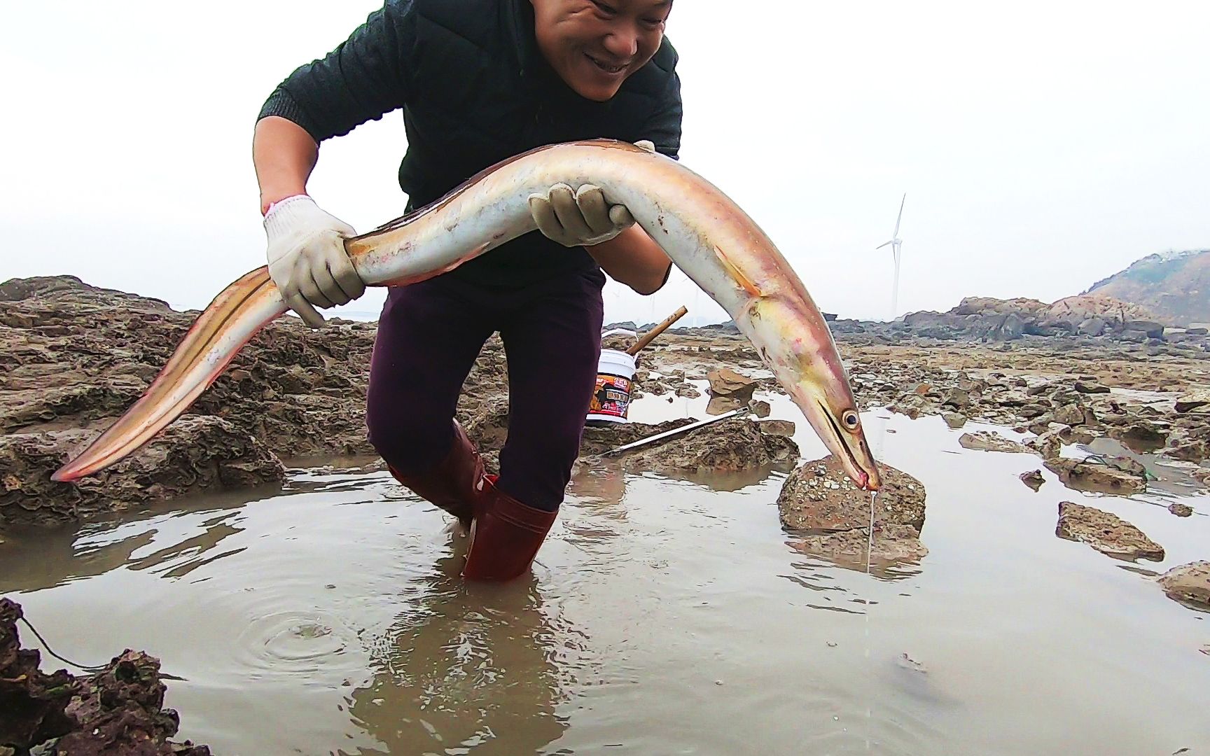 阿灶海边赶海水坑里抓到猛货巨鳗一条直接爆桶急忙跑回家