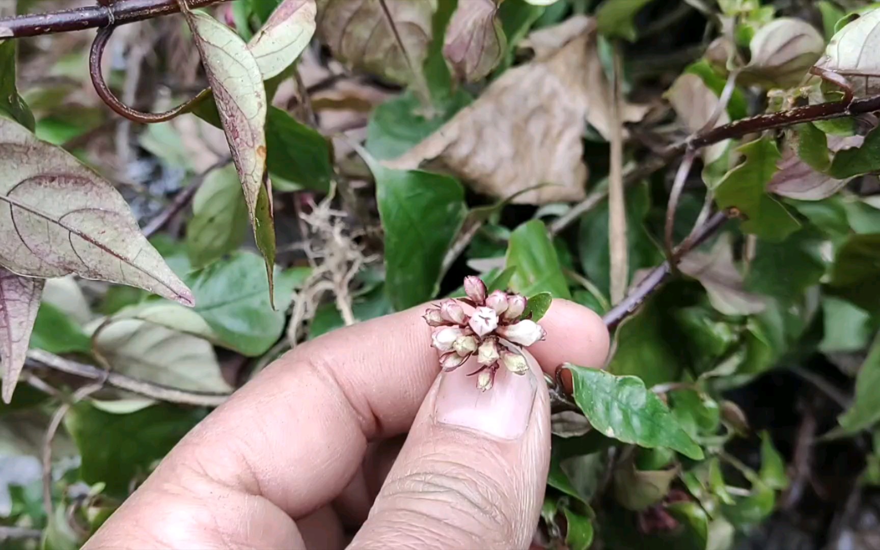 野生药材蛇根草味淡性平归肝经活血化瘀月经不调痛经宣肺散表支气管炎