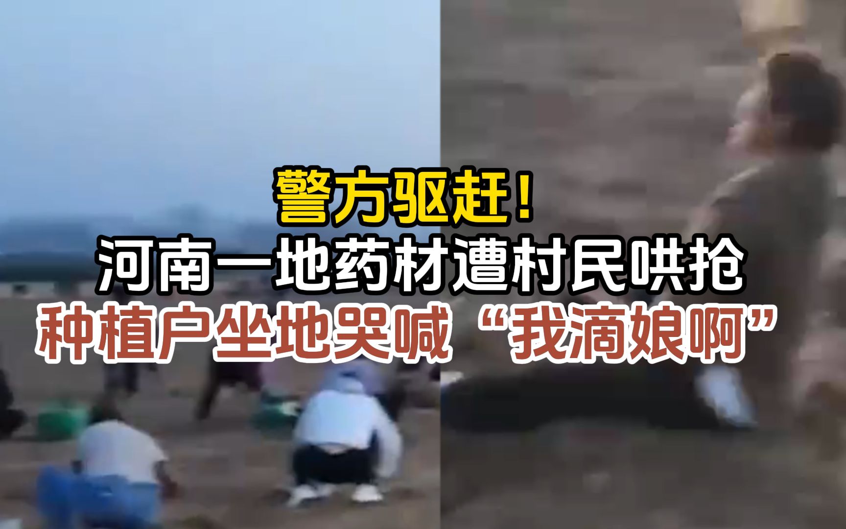 警方驱赶!河南一地药材遭村民哄抢:种植户坐地哭喊“我滴娘啊”哔哩哔哩bilibili