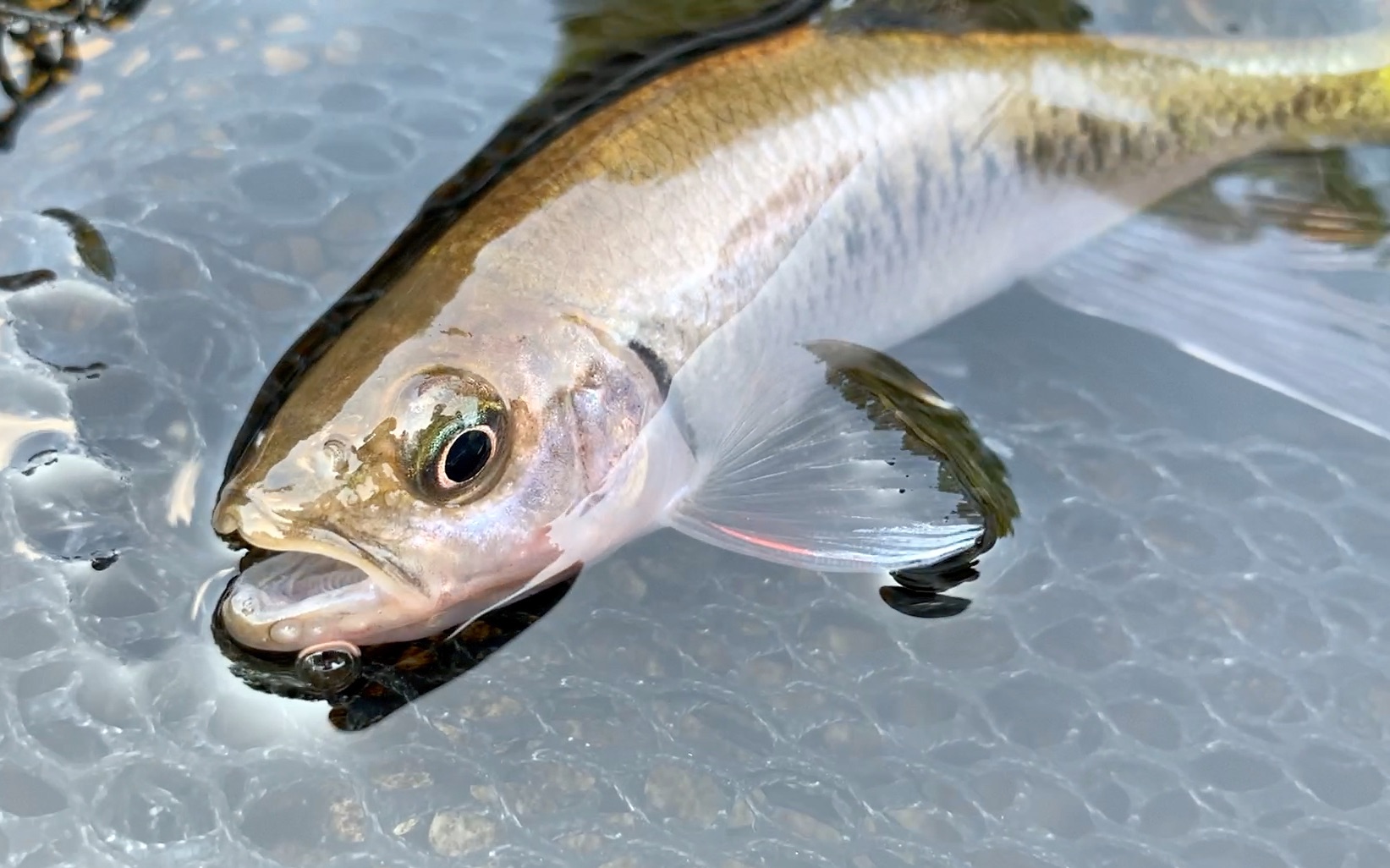 绝美溪流异鱲狂口钓友不禁手机打窝erison