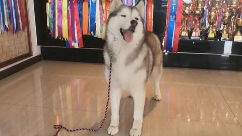 柴柴爱旅行 乘坐新干线到雪国秋田过狗节 新幹線の犬旅 秋田篇 湯沢犬っこ祭り A Trip To Akita Yuzawa 哔哩哔哩 Bilibili