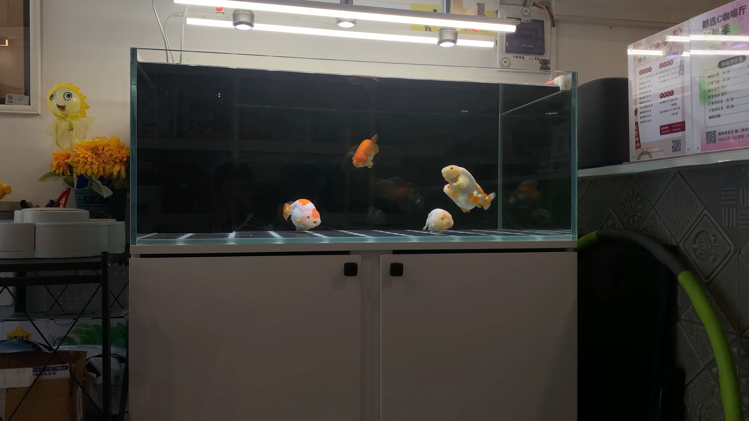 静静看会鱼兰寿底滤缸超白鱼缸