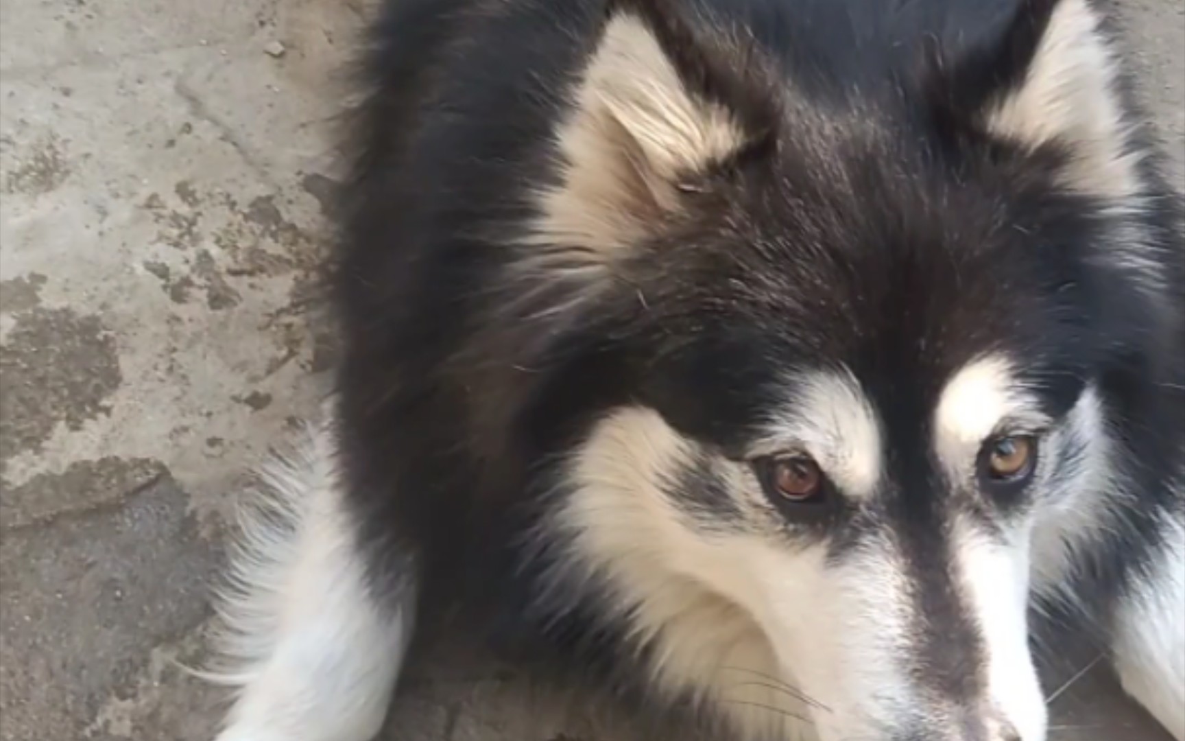 沙雕狗必然有沙雕狗主人