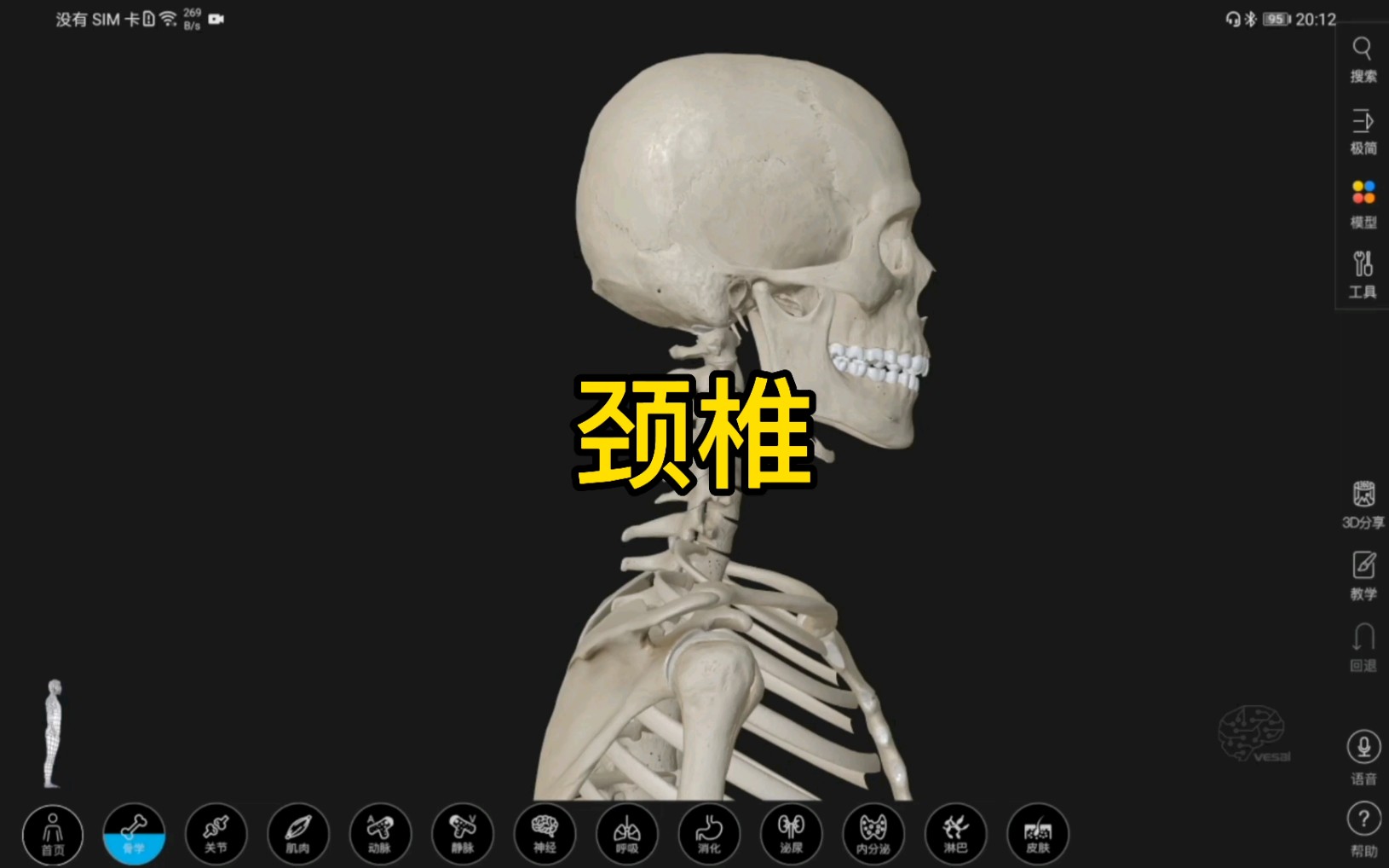 颈椎的3D解剖哔哩哔哩bilibili