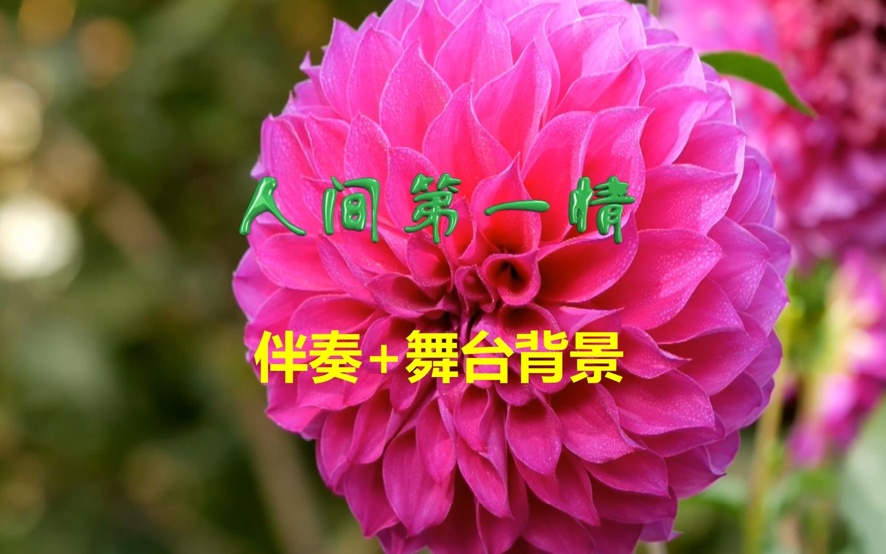 《人间第一情》伴奏 舞台背景 e调(女声版)