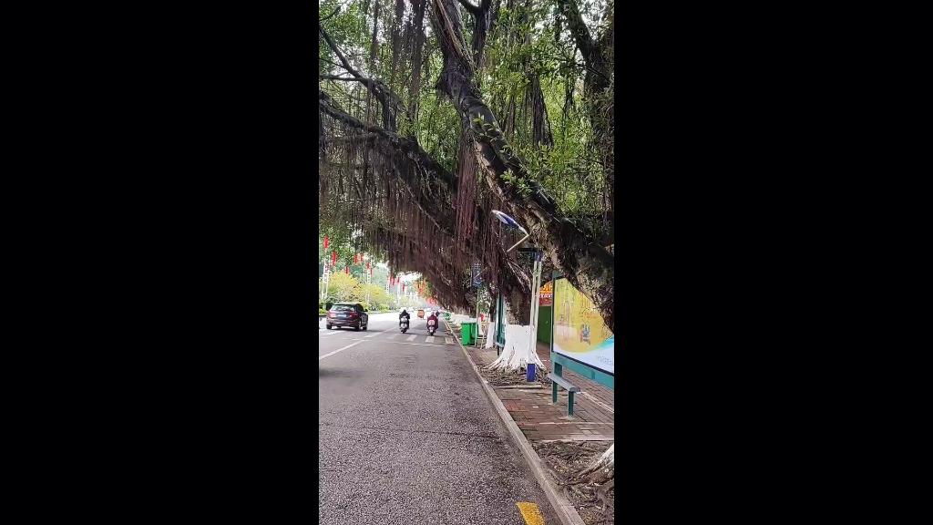 [图]钦州市路两边榕树真美，其他的城市很难看到绿阴大道