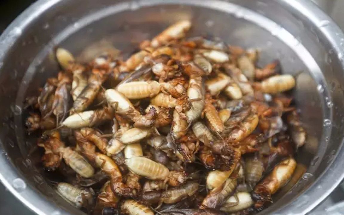 农村这道美味的炸土狗子营养价值极高你有吃过吗