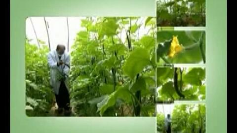 南瓜覆膜栽培技术 哔哩哔哩 Bilibili