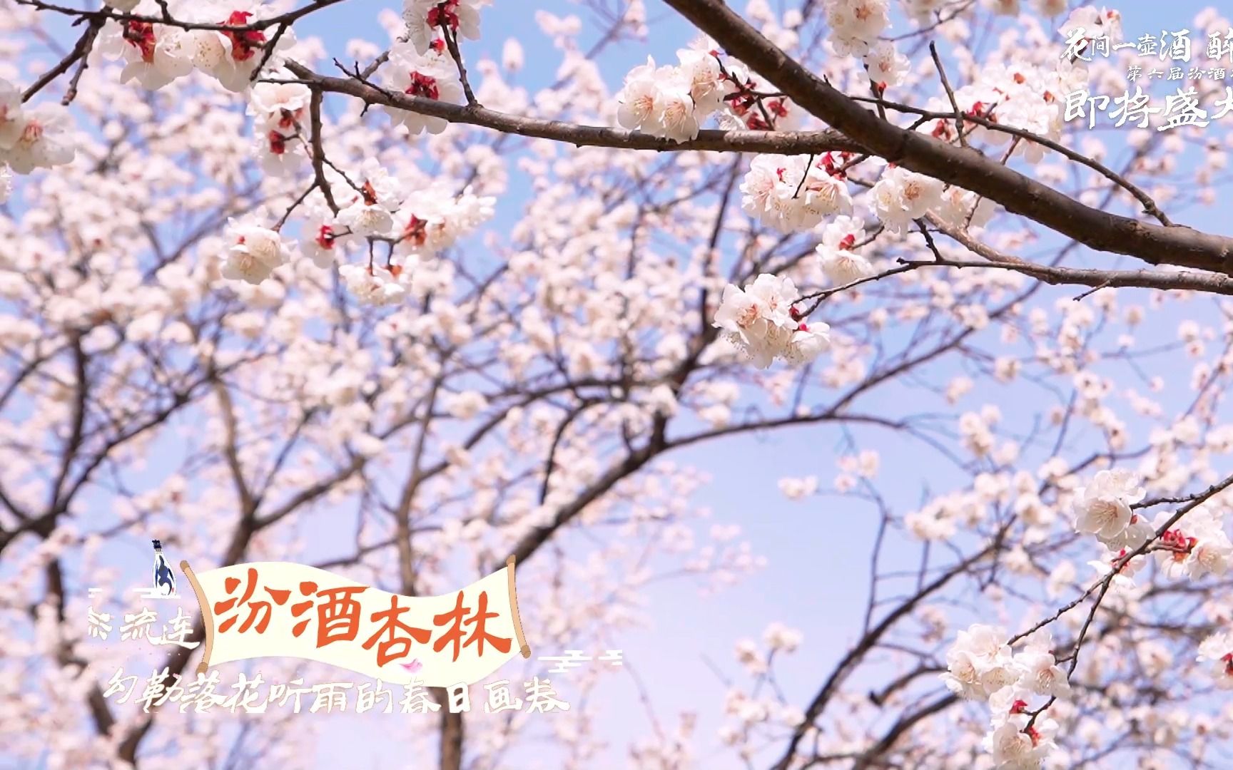 [图]春风有信，花开有期 第六届汾酒杏花节即将开幕 赏花饮酒，共赴春光 我在杏花村等你