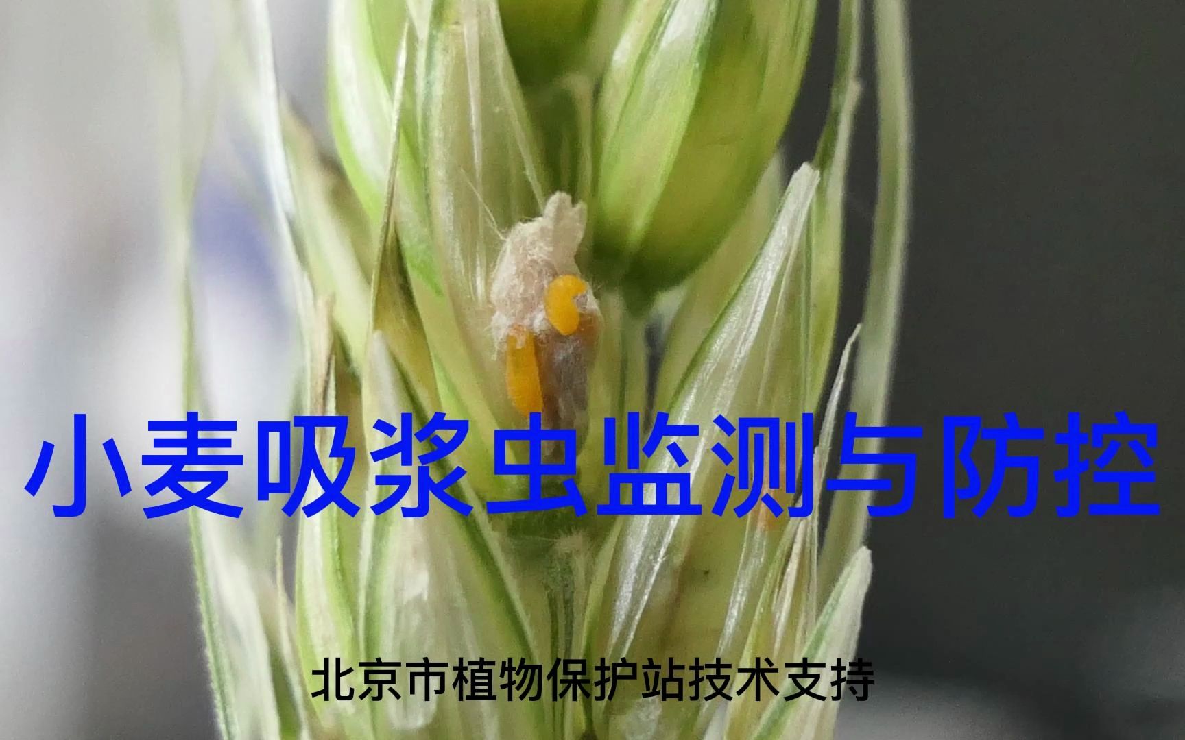 小麦吸浆虫监测与防控