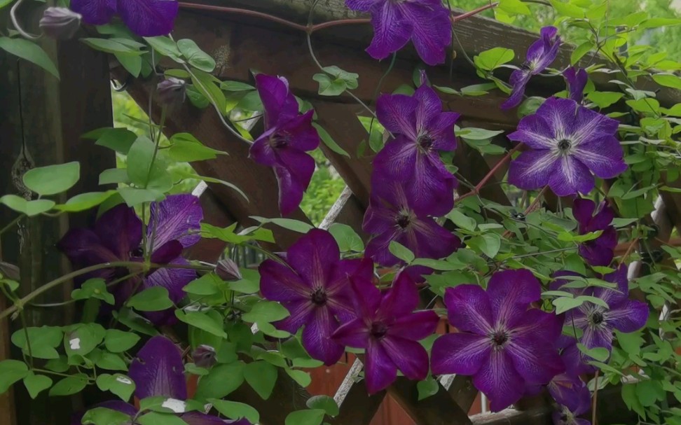 超新星胭脂扣波罗尼亚