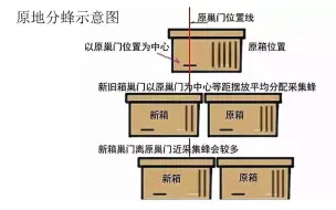 Download Video: 人工原地分蜂的基本原理，做好以下方法，你也可以原地分蜂不回蜂