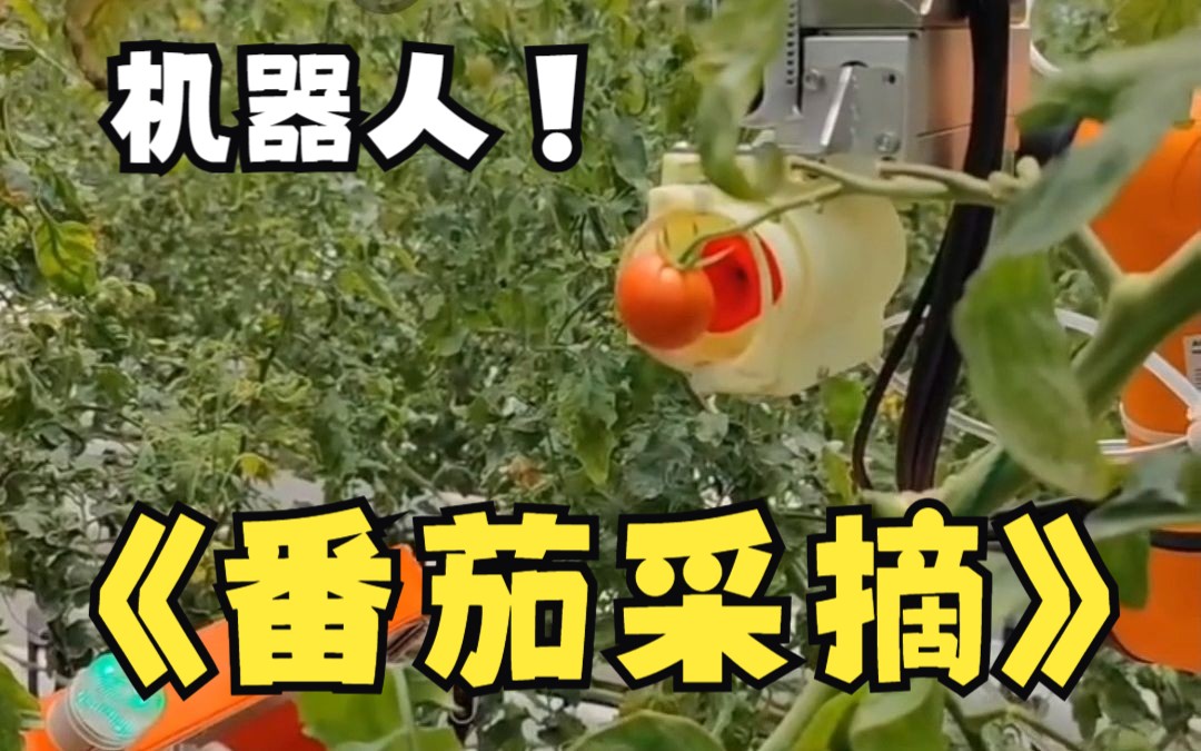 【智能採摘機器人】小番茄採摘