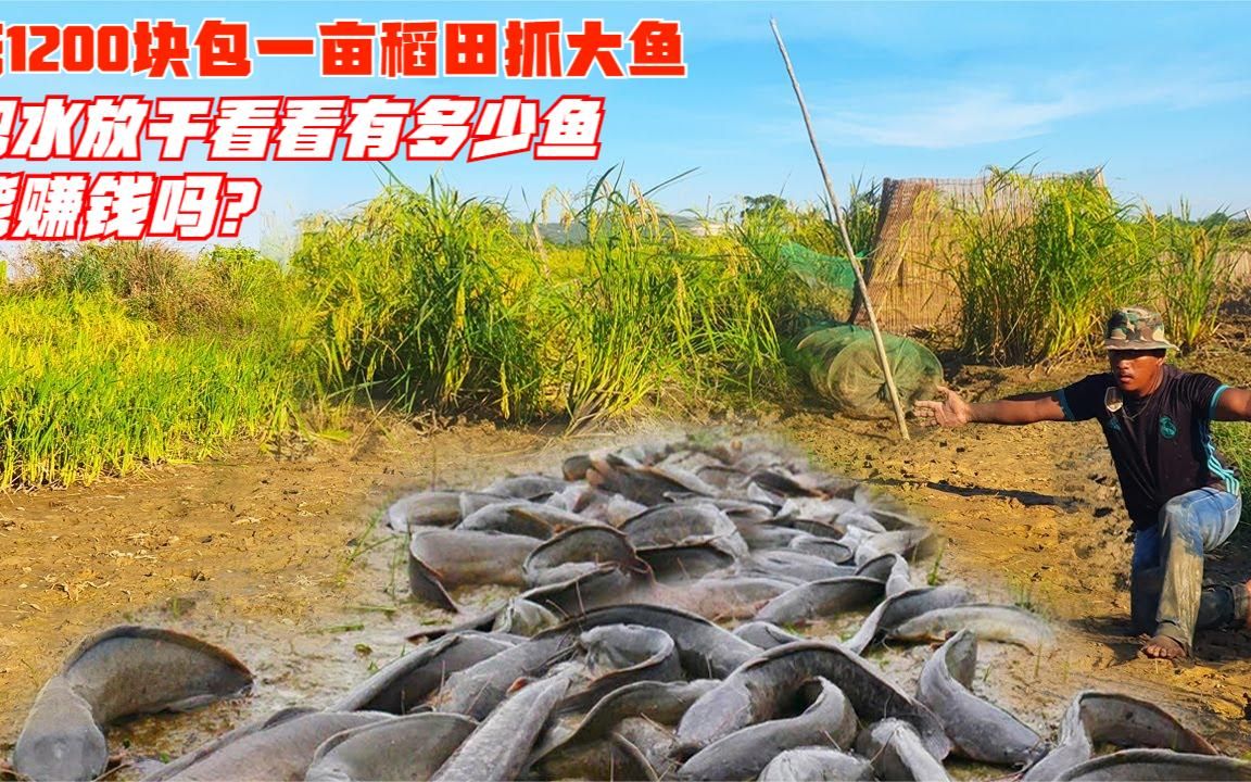 一亩鱼一年赚多少钱啊(养一亩鱼一年一般可以赚多少)