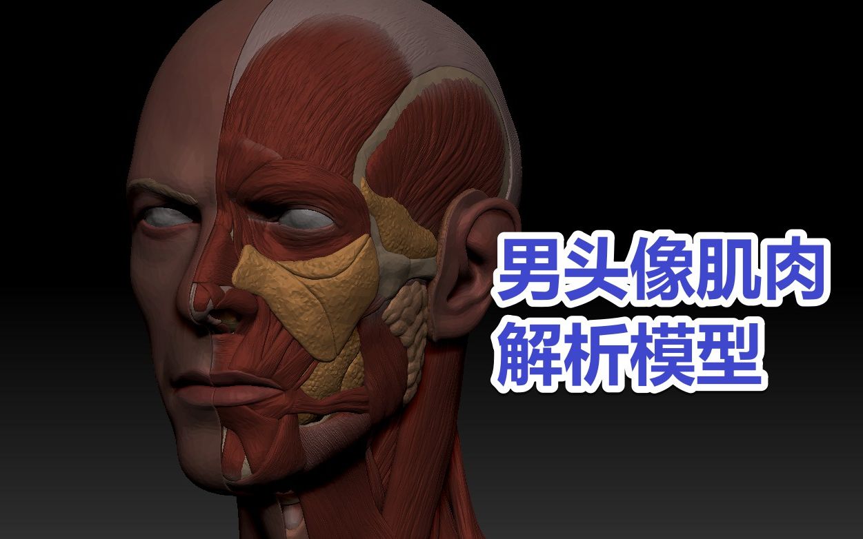 zbrush男头像肌肉解析模型 结构参考模型哔哩哔哩bilibili