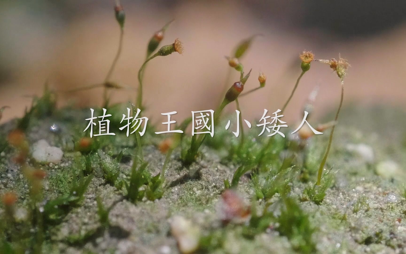 植物王国小矮人哔哩哔哩bilibili