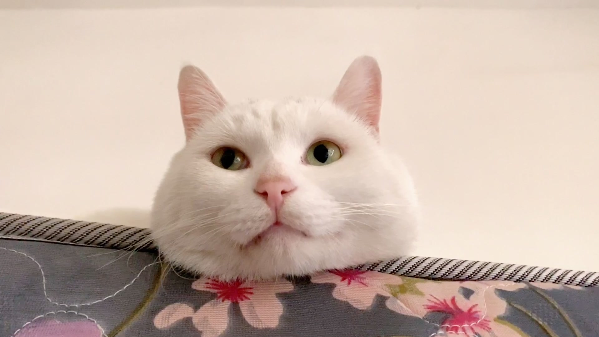 猫猫趴床垫上一脸无辜的可爱,萌翻铲屎官,血槽已空