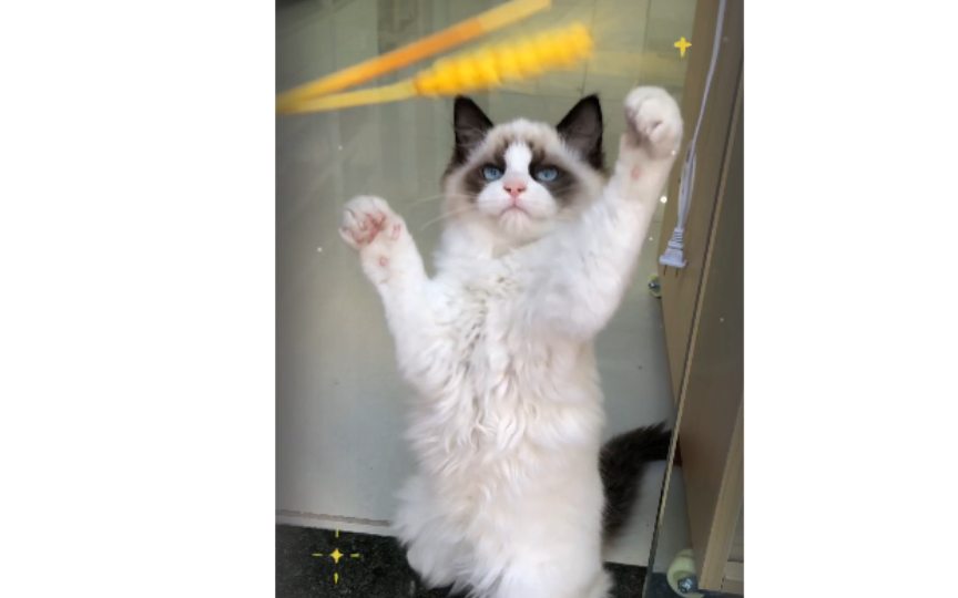 三个月布偶妹妹,等着你们来