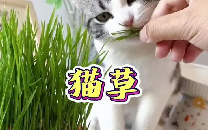 这下猫草自由了,水培猫草教程,很好种,注意每天换水和光照就可以啦哔哩哔哩bilibili