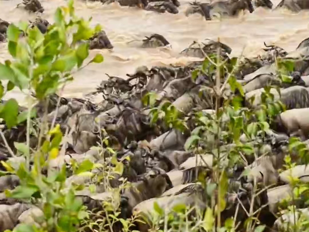 数以百万的角马集体大迁徙,震撼的场面让人叹为观止