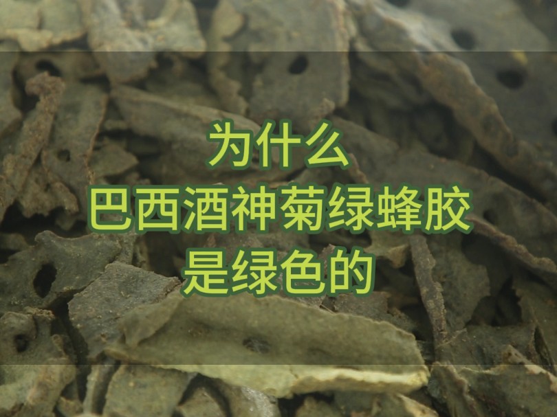 为什么巴西酒神菊绿蜂胶是绿色的