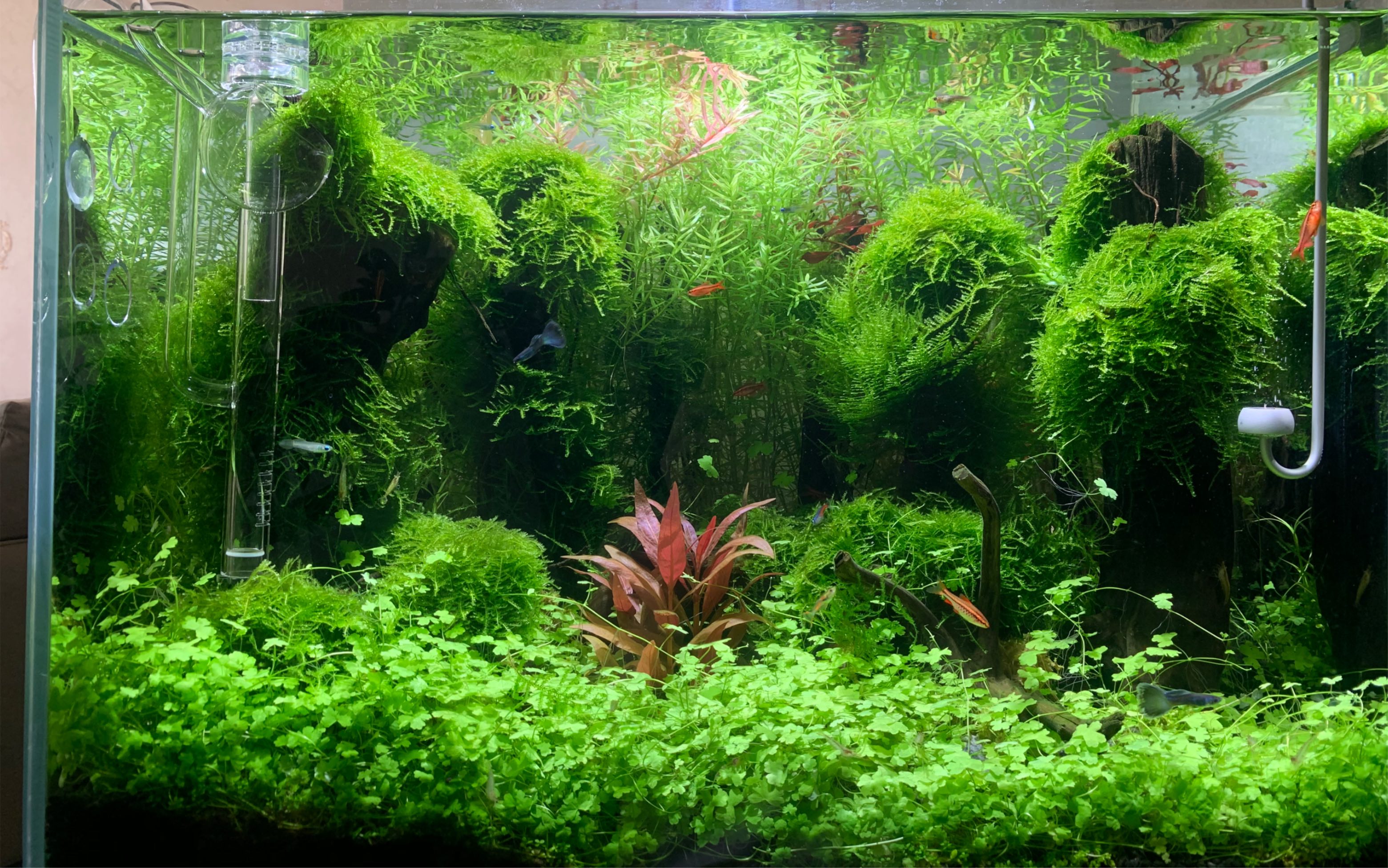 草缸开缸,水草疯长