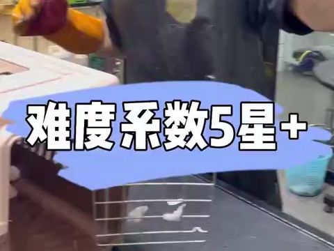 日常洗护大白猫难度系数5颗星, 一套组合拳打的出神入化,猫咪洗护