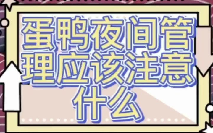 蛋鸭夜间管理应该注意什么 蛋鸭晚上灯光要求 蛋鸭夜间养殖技术 蛋鸭晚上几点放进鸭舍哔哩哔哩bilibili