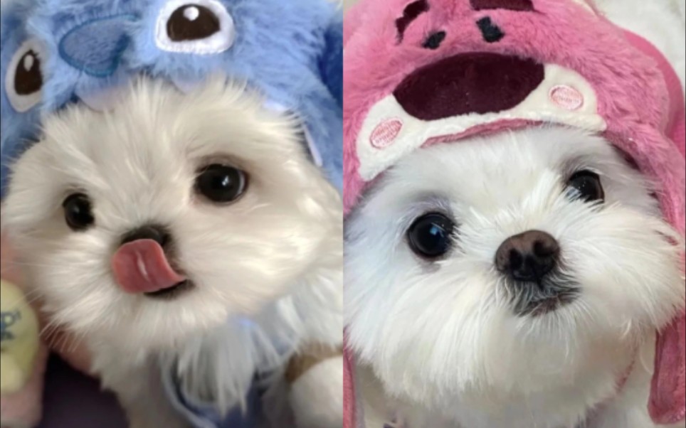 治愈系情侣头像,动物情侣头像