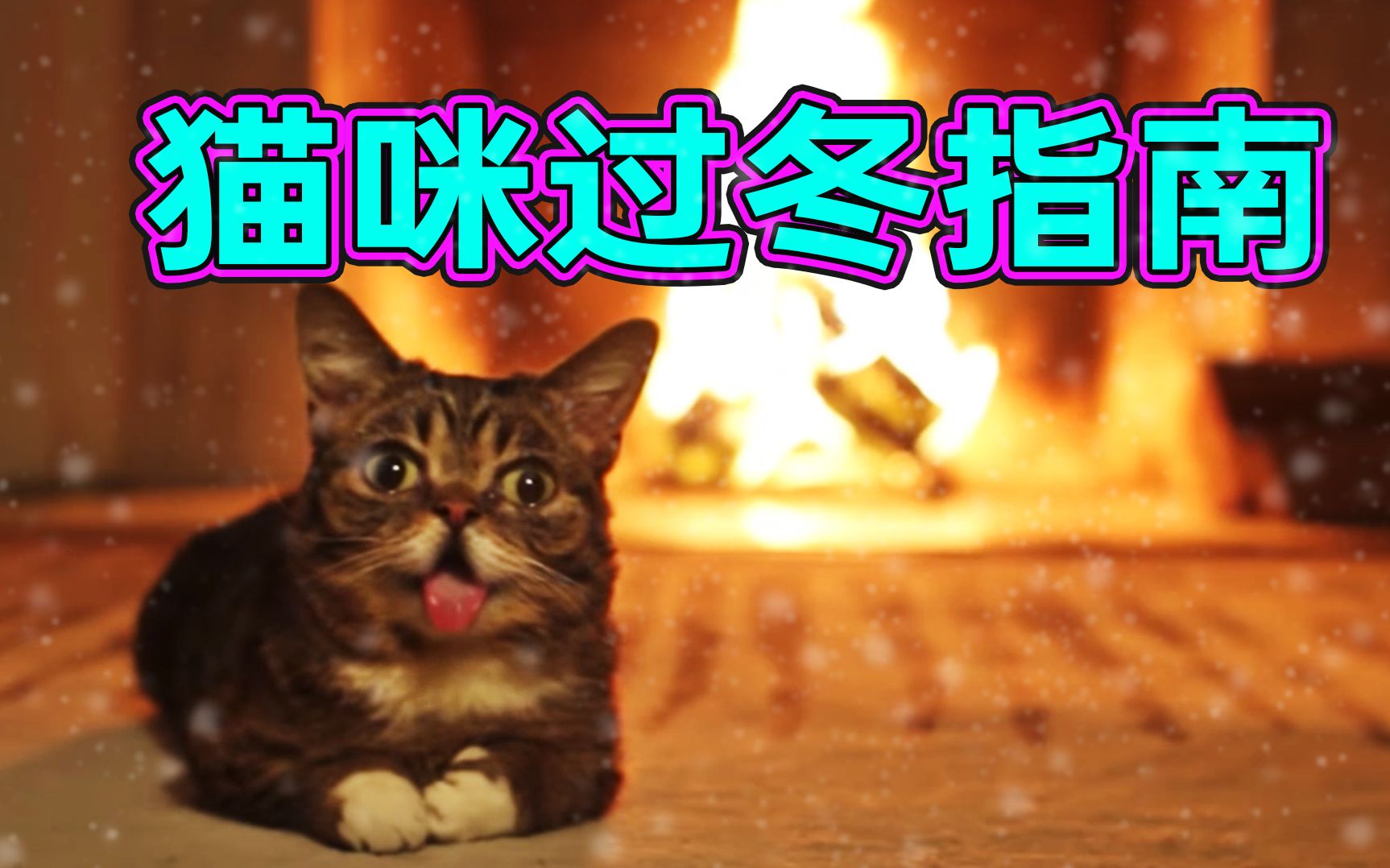 家猫&流浪猫过冬技巧哔哩哔哩bilibili