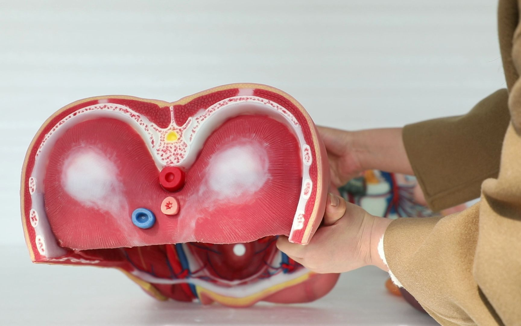 洪宇医教人体腹腔干解剖软质模型,医学模型生产厂家