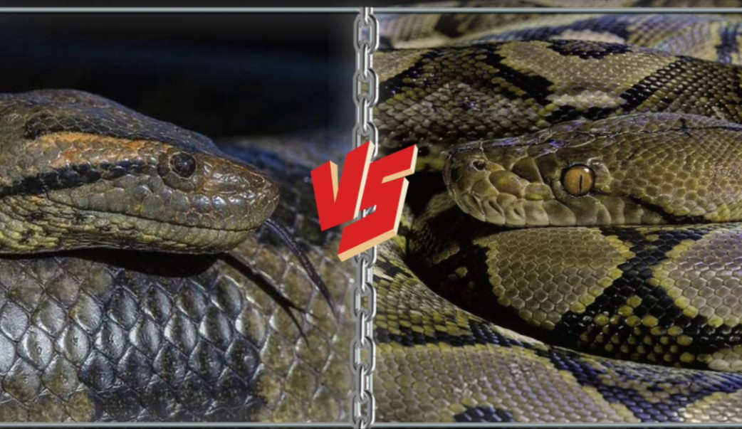 科学论证 网纹蟒vs森蚺 谁才是挑战者!