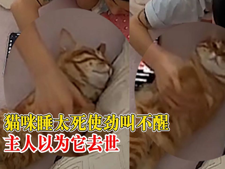 猫咪睡太死主人以为它去世:我寻思猫没了,纯纯是伤心了哔哩哔哩bilibili