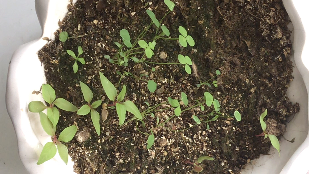 在学校买的三叶草种子还真发芽了,不过好像有别的品种