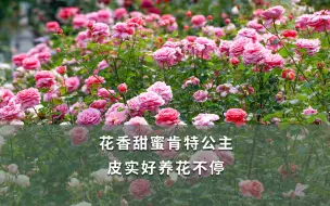 Descargar video: 【海妈植物推荐】花香甜蜜肯特公主 皮实好养花不停