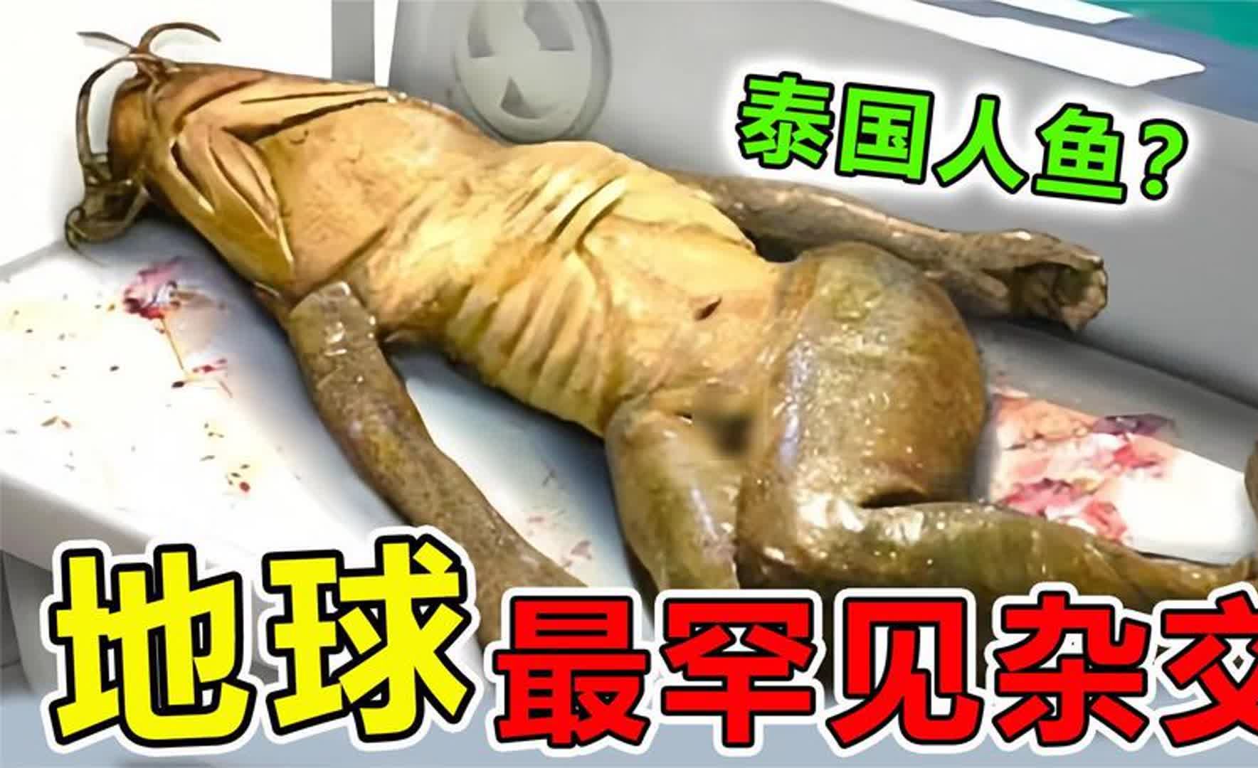 [图]地球上“最可怕”的10大杂交生物，泰国人鱼真的存在吗？