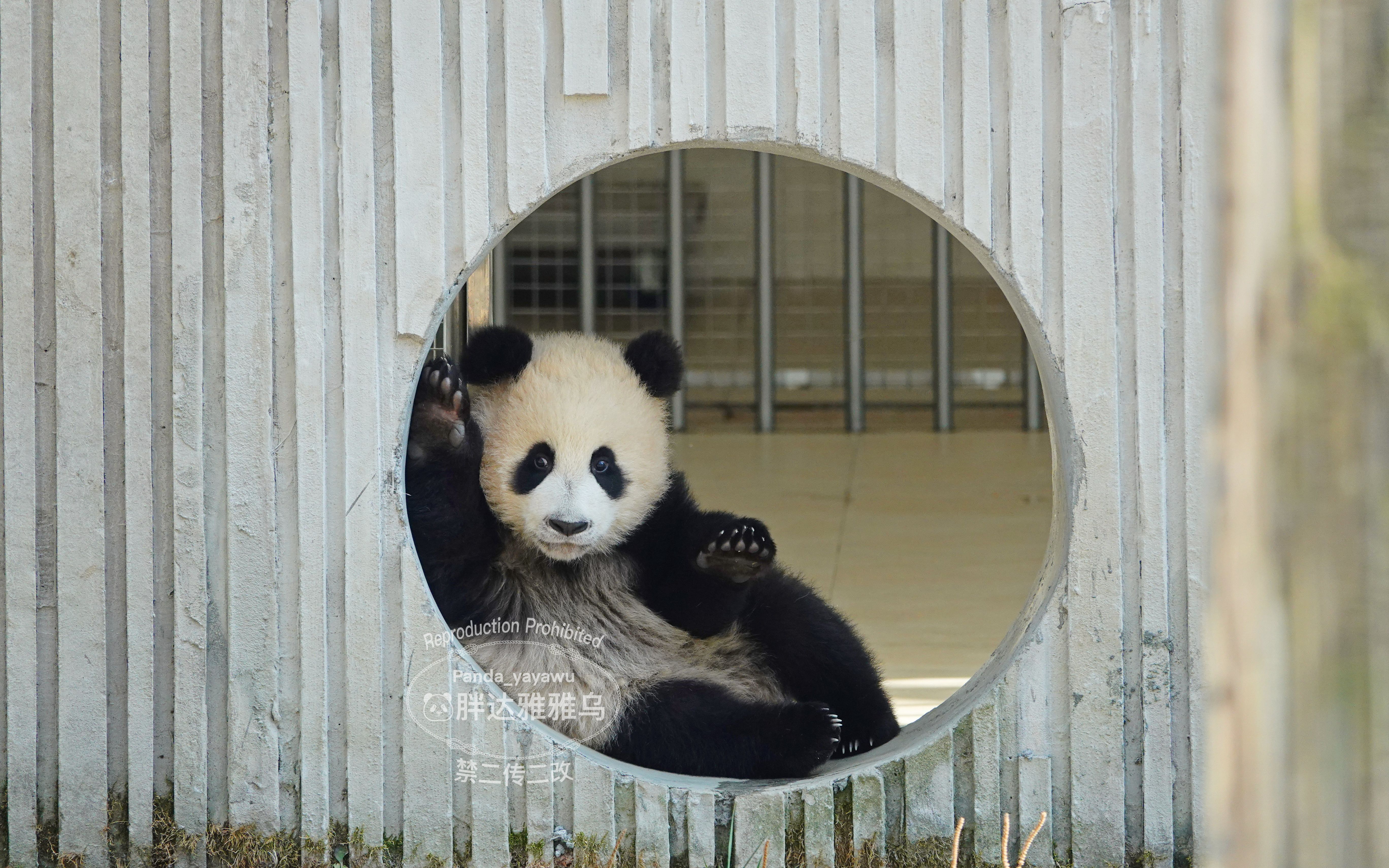 【大熊猫青糍】跟护树板杠上了