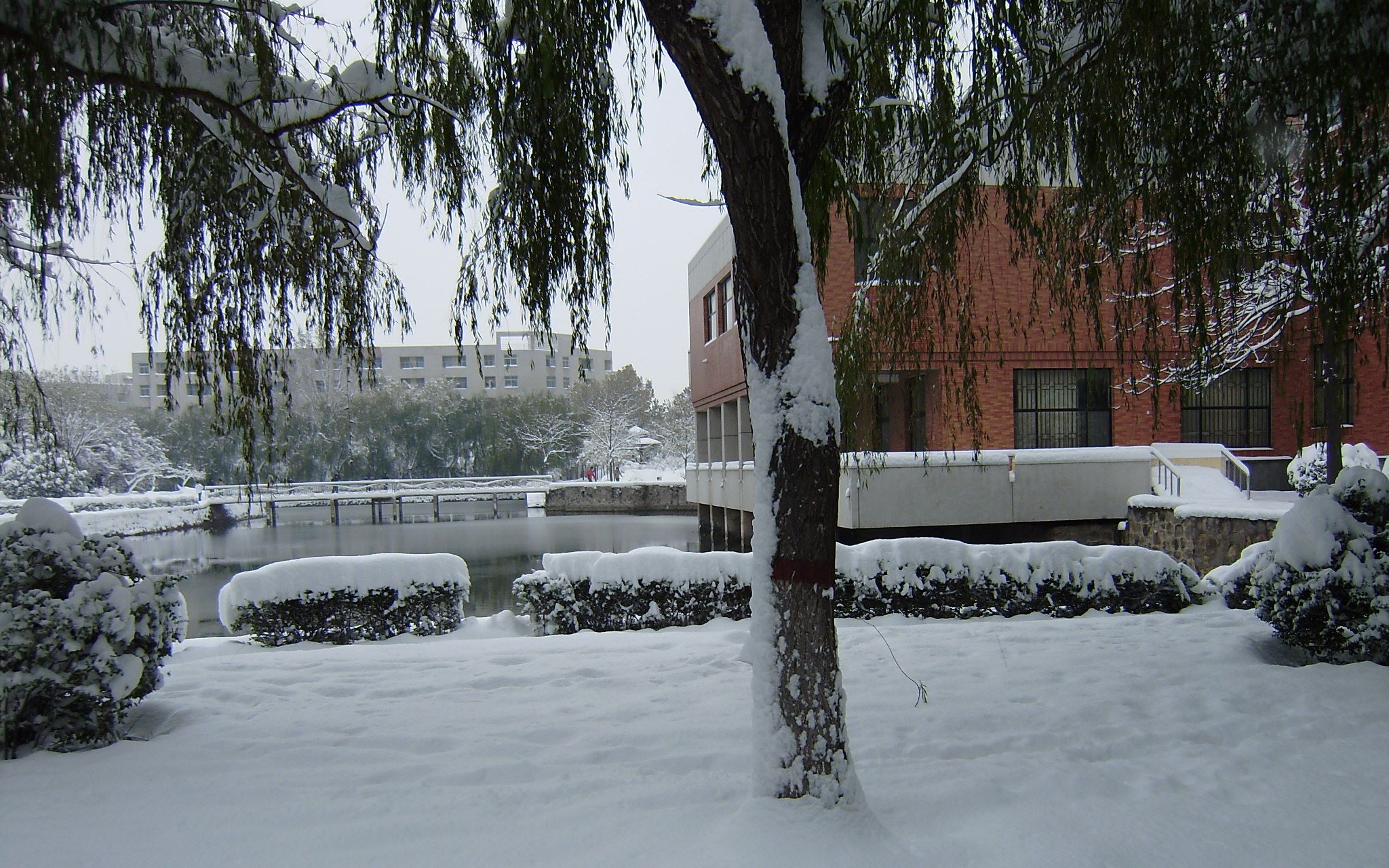 河南科技学院校园雪景