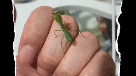 本来挺喜欢圆盾螳螂的