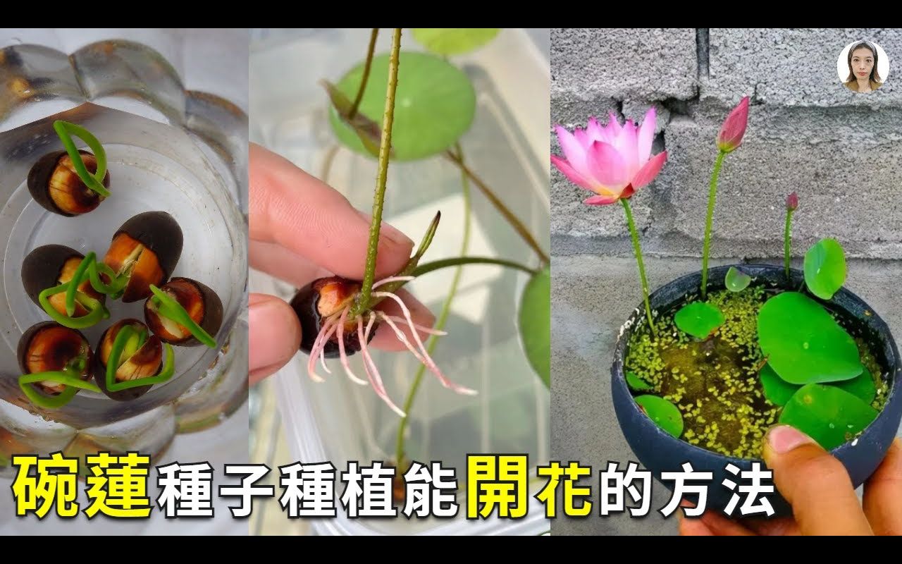 [图]碗蓮種子種植這樣種，種錯了，只長葉不開花 花花世界